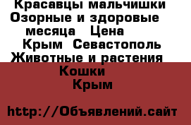 Красавцы мальчишки. Озорные и здоровые. 3 месяца › Цена ­ 50 - Крым, Севастополь Животные и растения » Кошки   . Крым